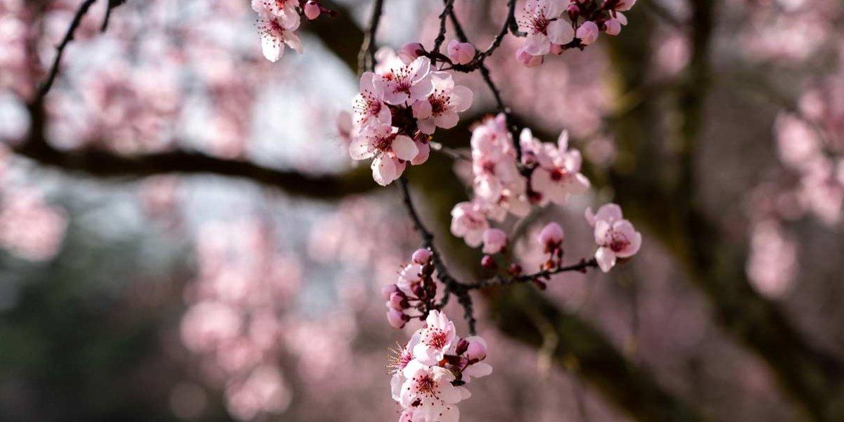 樱花树